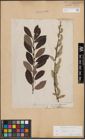 Foto von Salix cinerea L.